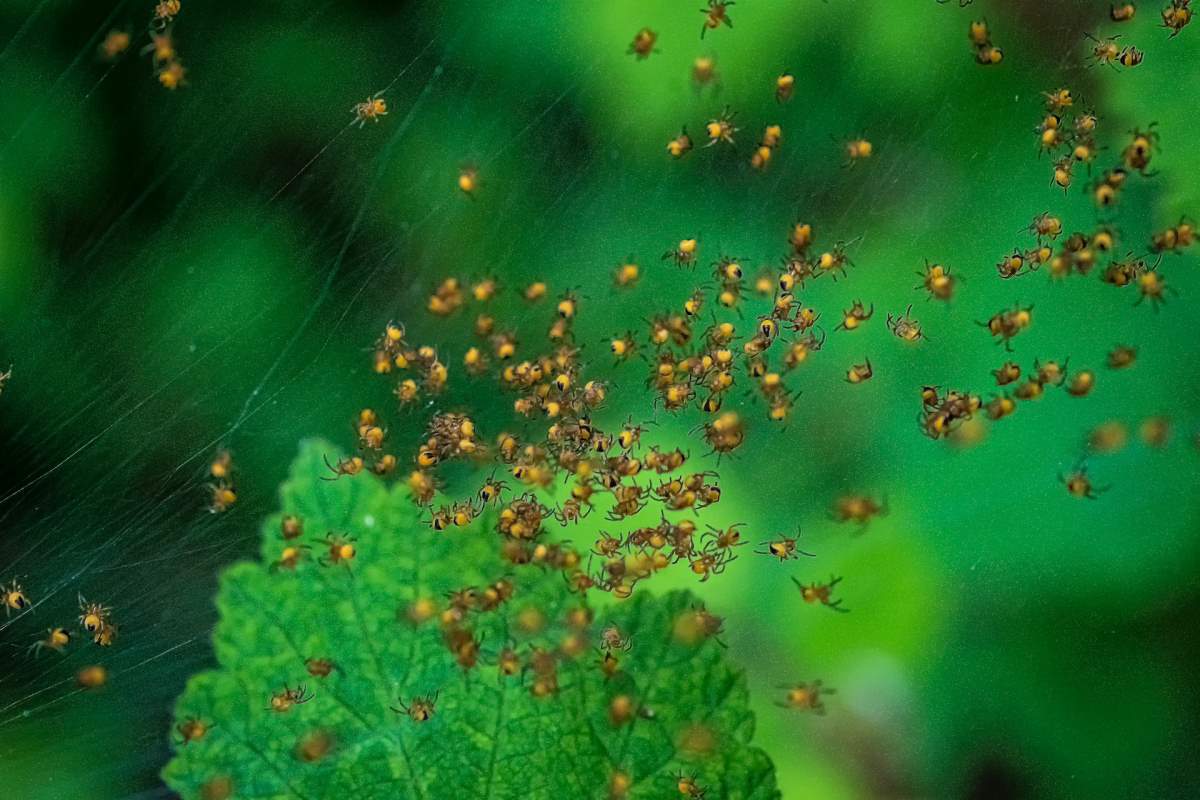 A lot of yellow spiders on a spiderweb