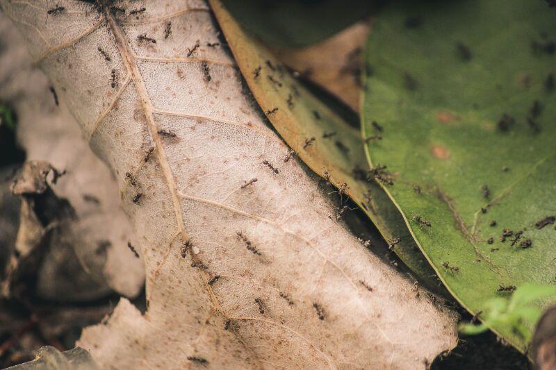 Ants On Leaves
