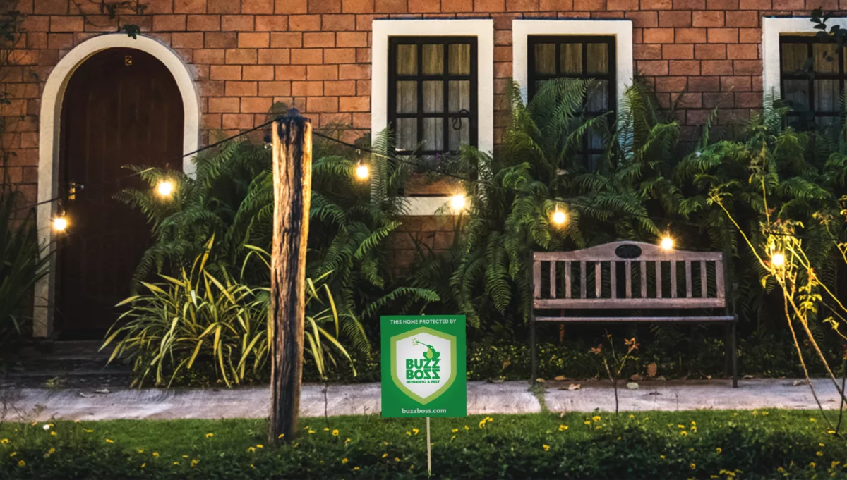 Buzz Boss Flag On Yard Evening Lights