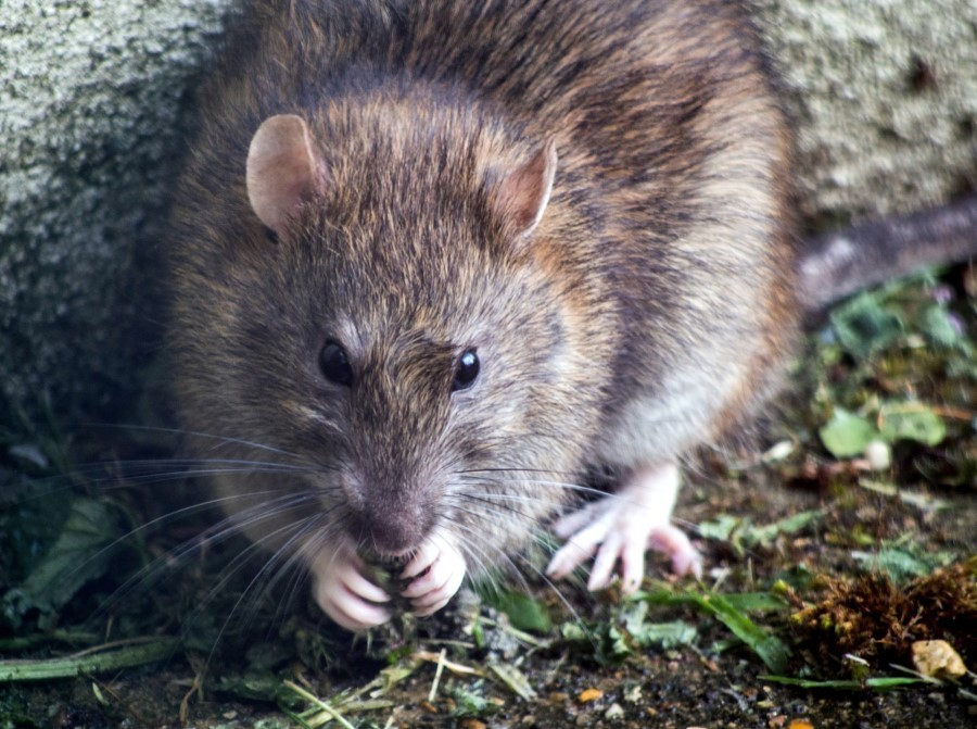 Big gray rat