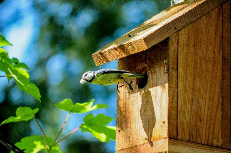 Mosquito Natural Predators Birdhouse