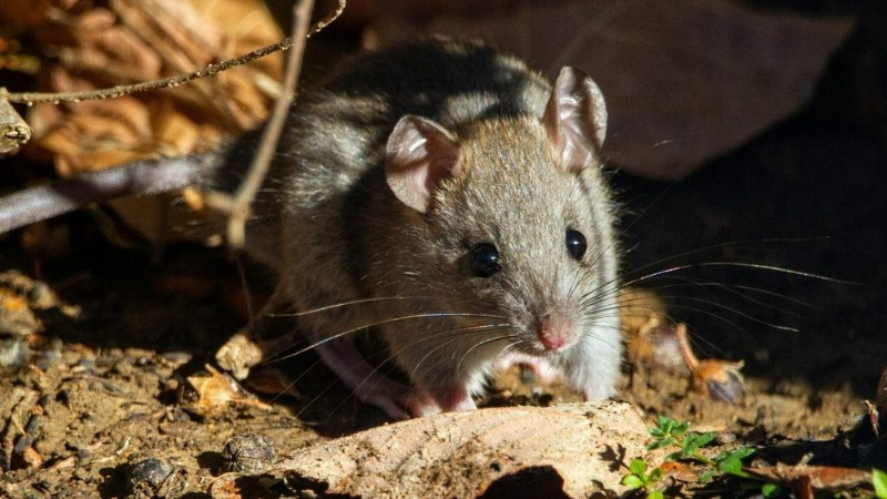 Close up of a mouse in natural surroundings