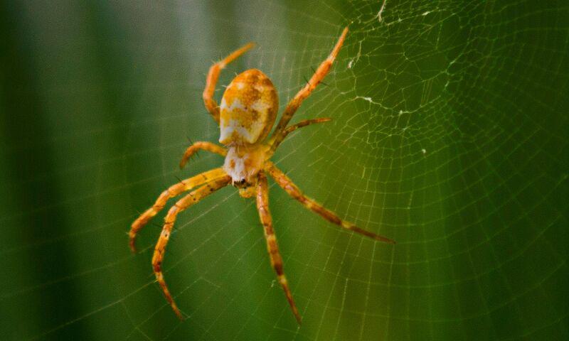 Spider On A Web