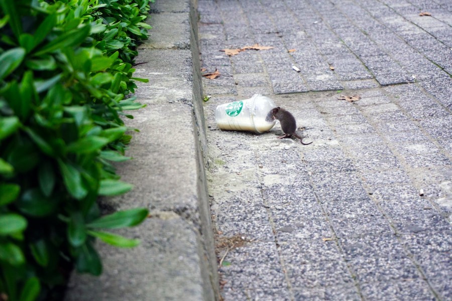 Street mouse eating form a dropped Starbucks cup