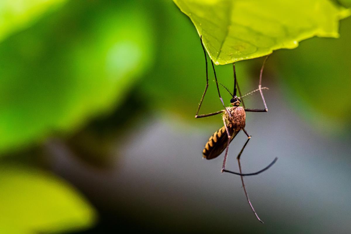 A mosquito on a leaf