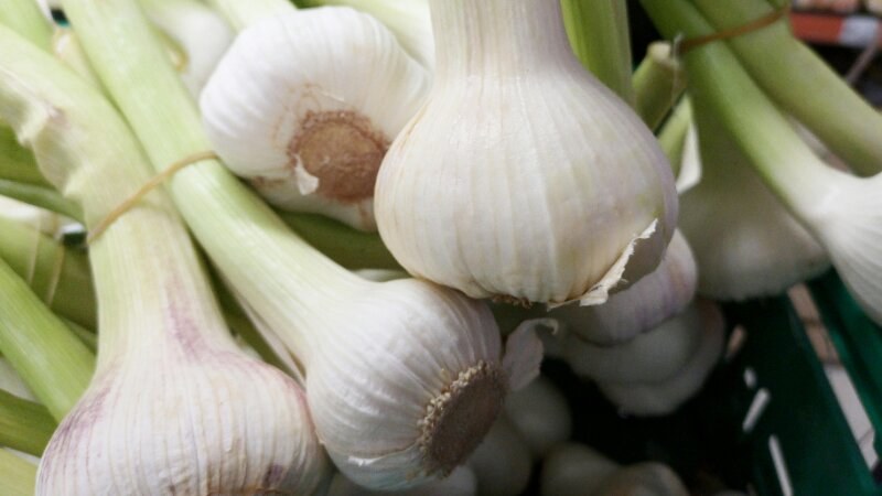 Allium Pest Repellent