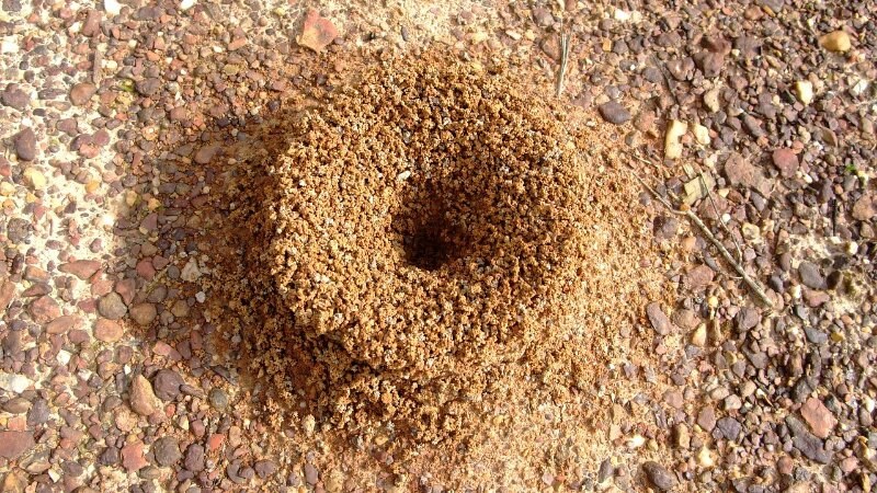 Anthill