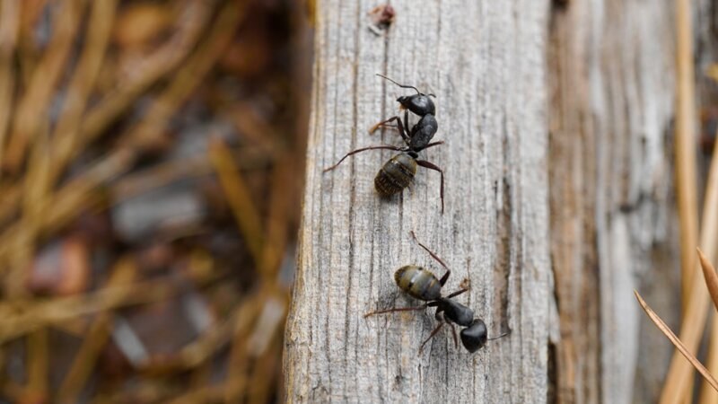 Ants climbing a tree