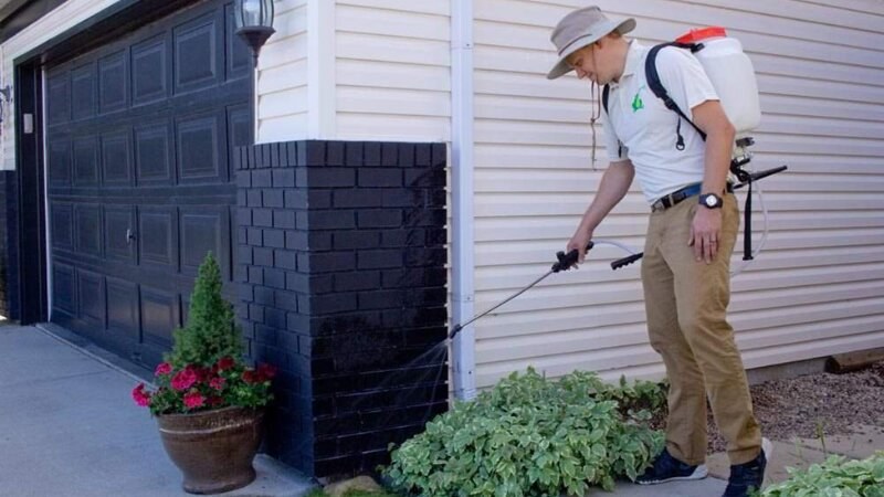 Ants Infestation Spraying