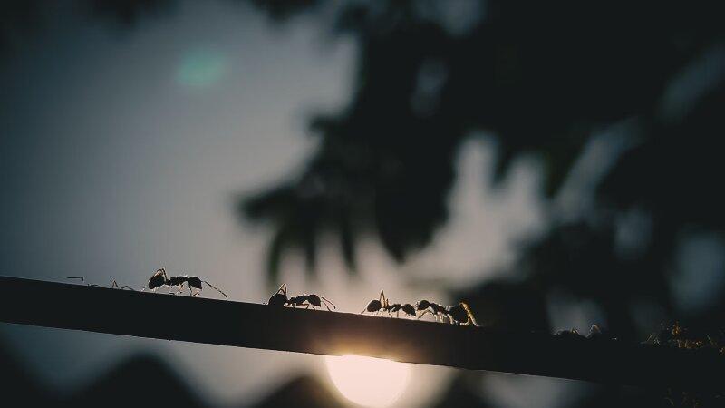 Ants walking on a branch