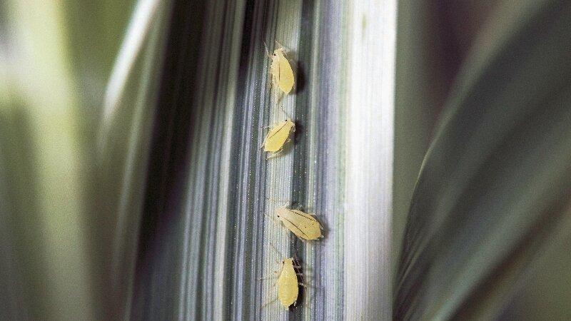 Aphids on a plant