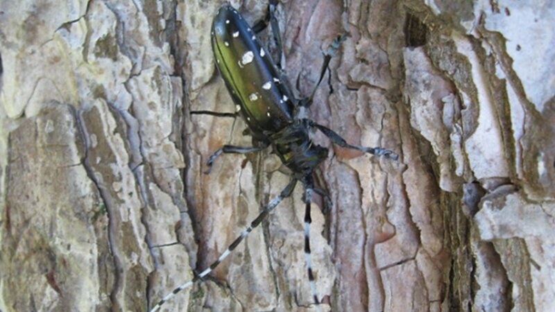 Asian Longhorn Beetle