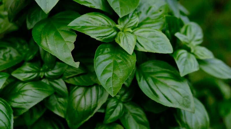 Basil Pest Repellent