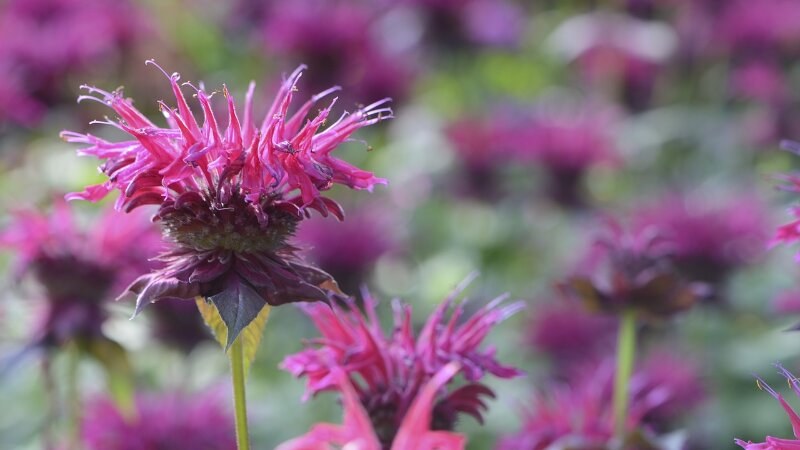 Bee balm flower