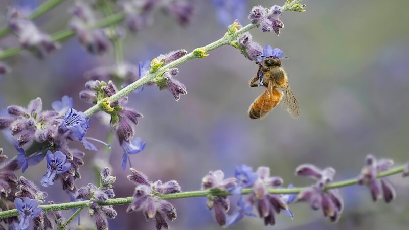 Bee Plant Harvesting