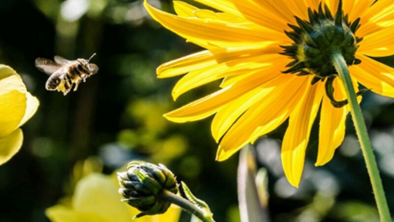 Bee Pollen