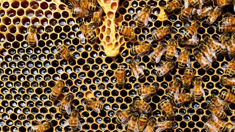 Beehive