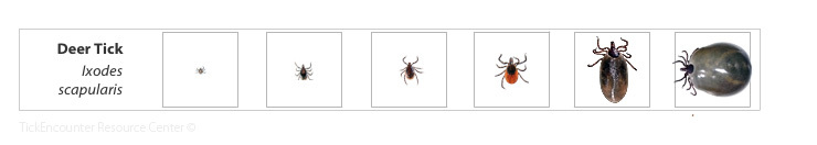 Black-legged Tick