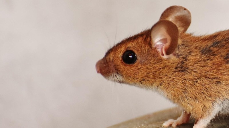 A close-up of a brown mouse with large ears and black eyes on a surface