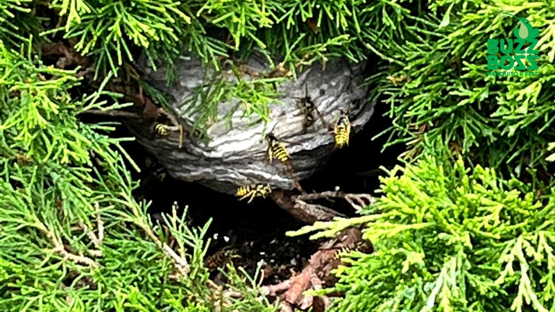 Wasp nest in a bush in Saskatoon found by Buzz Boss workers