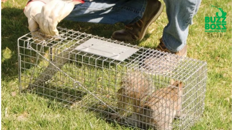 Rodents caught in a humane trap by Buzz Boss