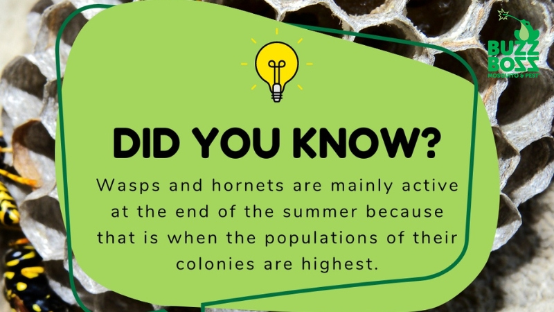 Wasp fact by Buzz Boss