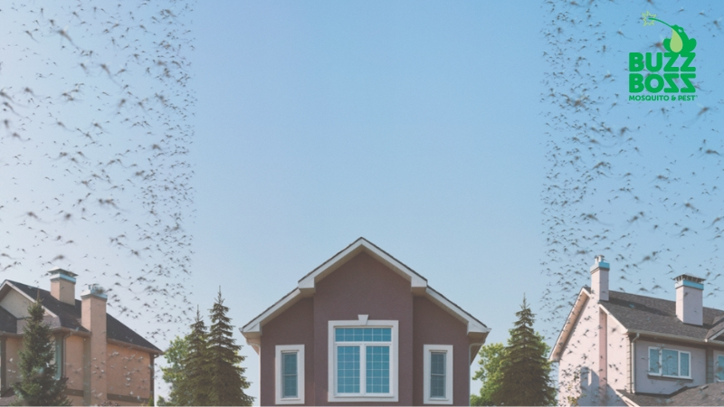 Protect your home against mosquitos with Buzz Boss