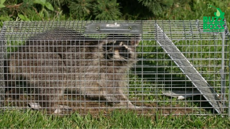 wildlife trapping by Buzz Boss