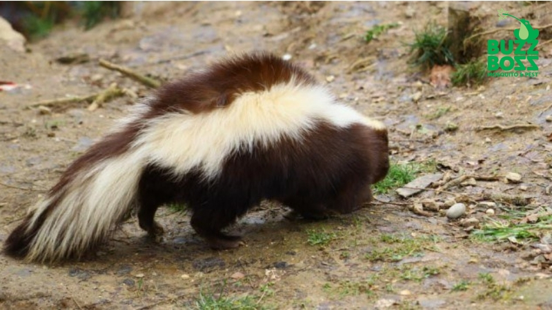 Skunk in a backyard, picture taken during Buzz Boss trapping service