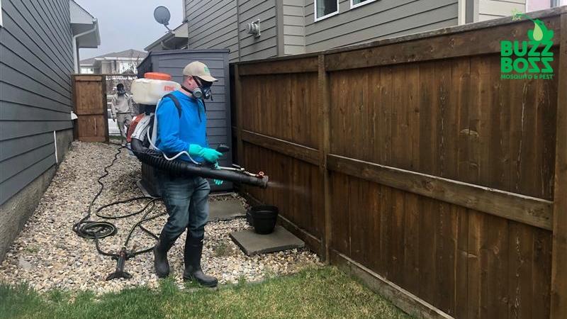 Buzz Boss worker spraying backyard for voles and rodents
