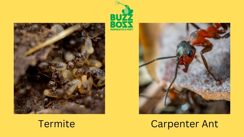 Termite and Carpenter ants difference by Buzz Boss