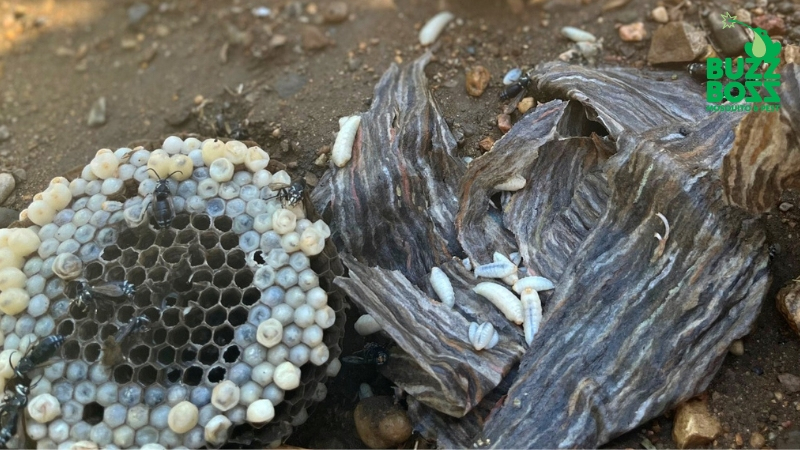 wasp nest removal by Buzz Boss