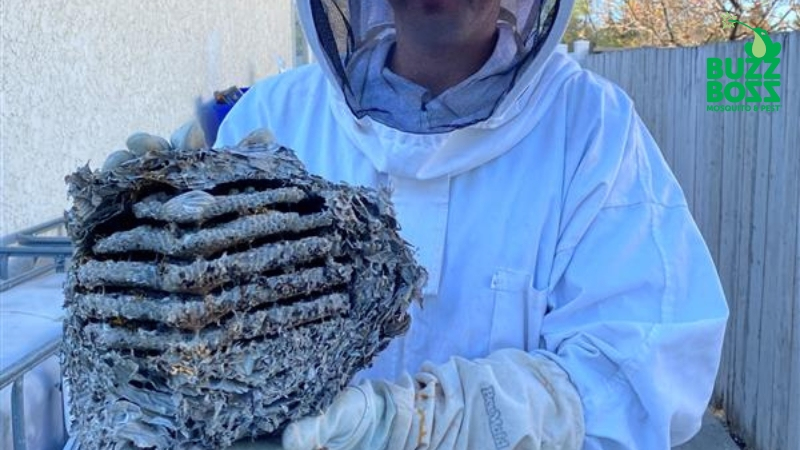 Buzz Boss worker holding a wasp nest