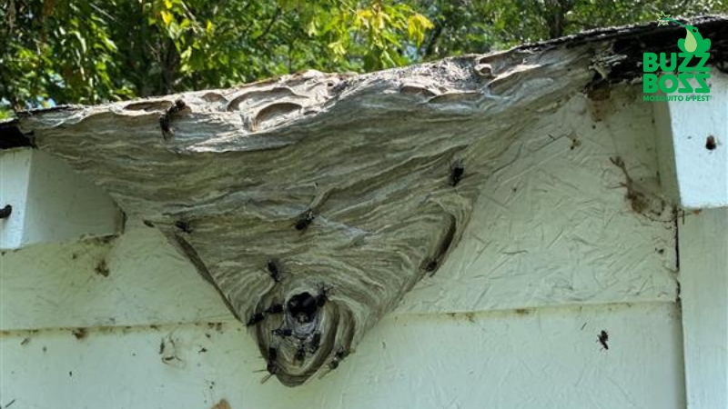 Wasp nest removal by Buzz Boss