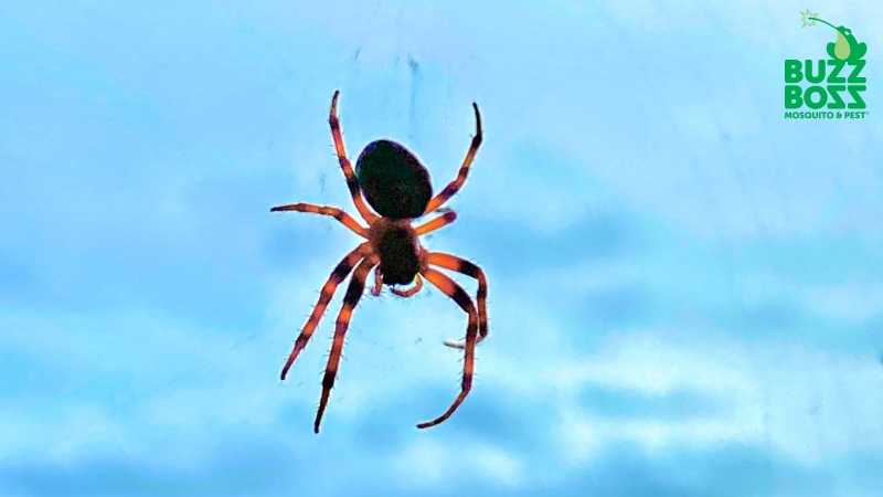 Picture of a spider on a web by Buzz Boss