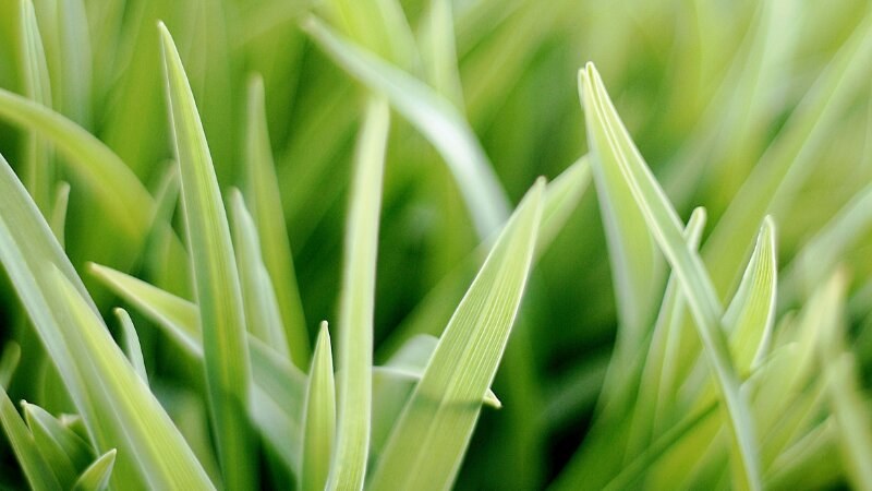 Citronella Grass