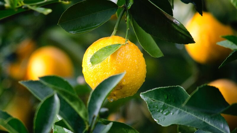 Citrus Peel