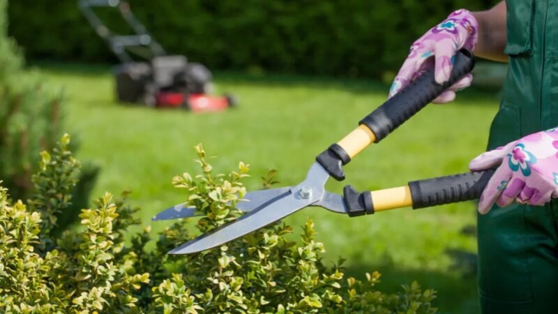 Bush Trimming