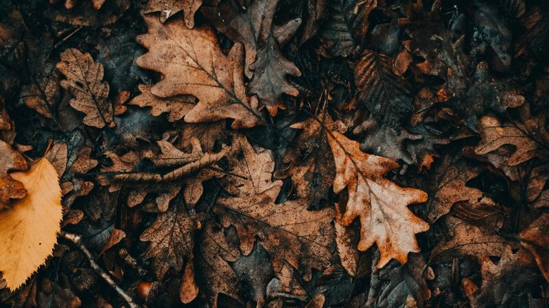 Damp Leaves Pests