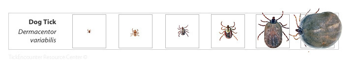 American Dog Tick