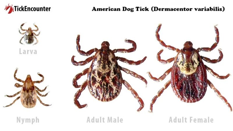 Dog tick infographic