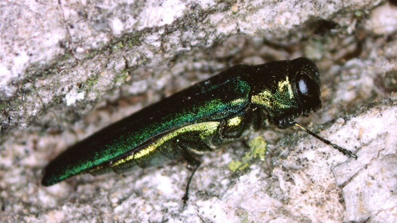 Emerald Ash Borer