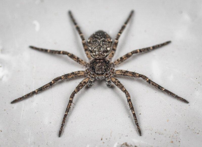 Fishing Spider Species
