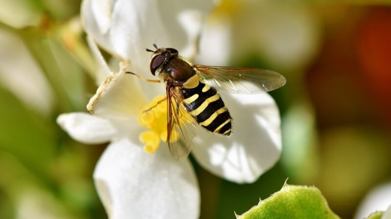 Flower Flies