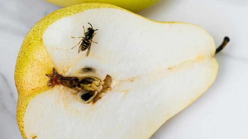 Food Waste Pests