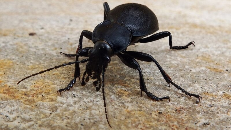 Ground Beetle