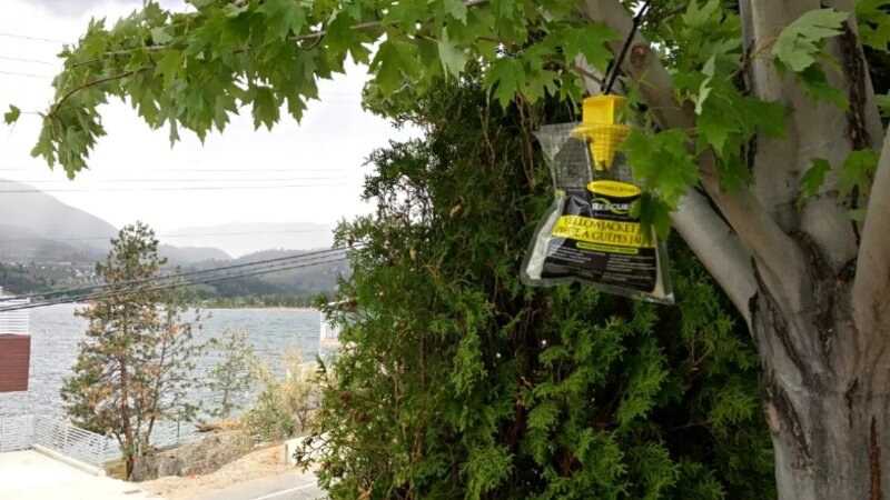Hanging Wasp Trap