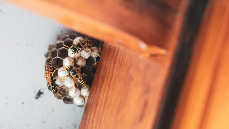 Hornet nest in a corner