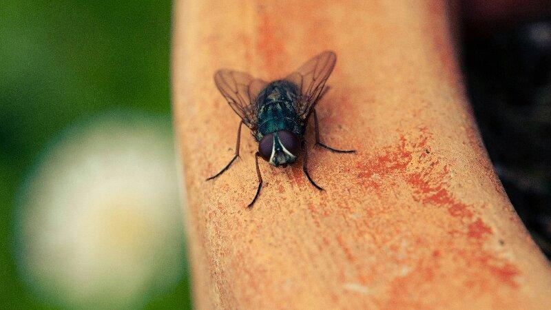 House fly on a piece of wood