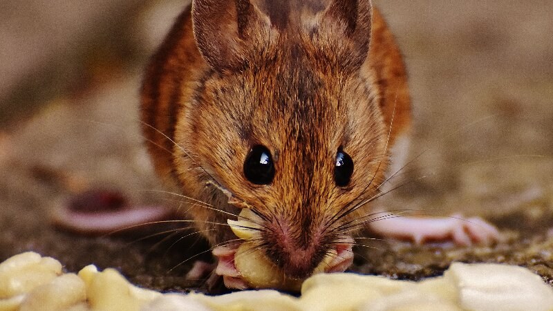 Interesting Rats Facts